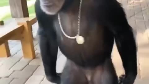 Funniest monkey