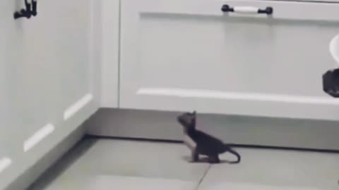 Funny Cat Video in 2022