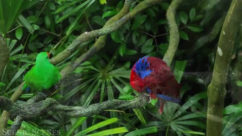 Tropical Birds In - Beautiful Bird Sounds Of Rainforest | Jungle Sounds | Relaxation Film