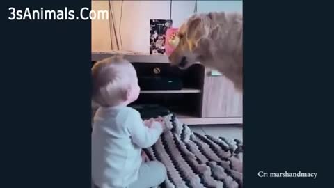 Adorable Puppies Love Babies Compilation A Cute Puppy 🐶and Baby👶 Videos 2021