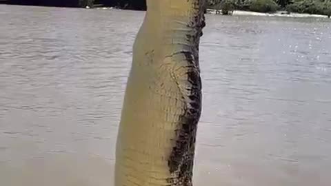 hungry crocodile