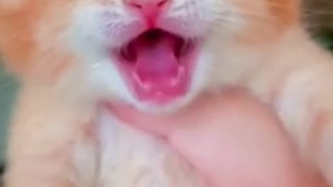 Cat_crying