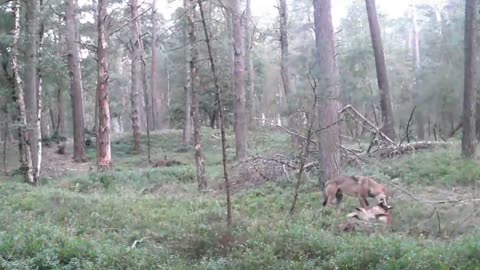 Grey Wolf and Deer😮😯