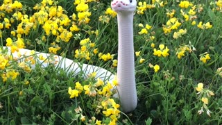 A Friend in the Flowers