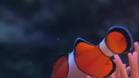 Clownfish the most beautiful fish in the sea....