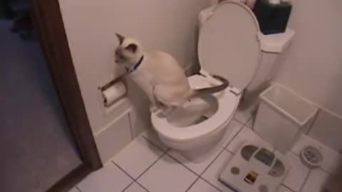 Cat using toilet & toilet paper
