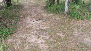 Huge snake found playing frisbee golf