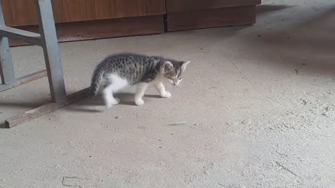 Little kittens play with shoes 😂 Funny kittens.
