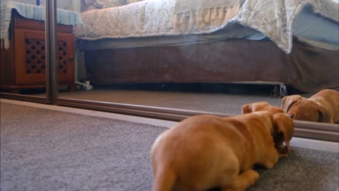 Funny puppy fights with his reflection in the mirror