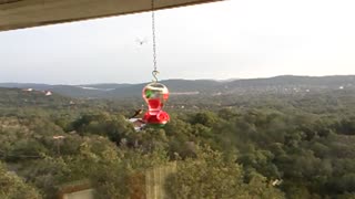 Hummingbirds in Helotes, Texas