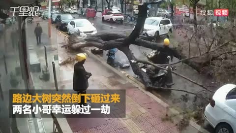 close calls -tree falls in busy street in china