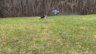 Backyard Blue Jays