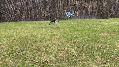 Backyard Blue Jays