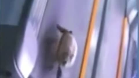 Big funny turtle runs the treadmill like a human