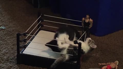 Kitten Duo's WWE Audition Too Adorable For Words