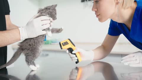 Veterinarian latin woman doctor checks kitten temperature with laser thermometer