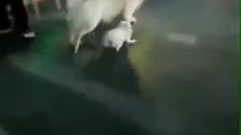 Dog trying to steal another dog! |