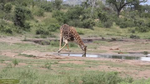 Tall Giraffe struggle bending down to drink Water