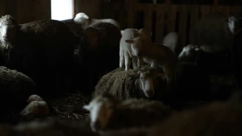 Two Lambs standing on a sheep. Herd of Sheeps in the barn