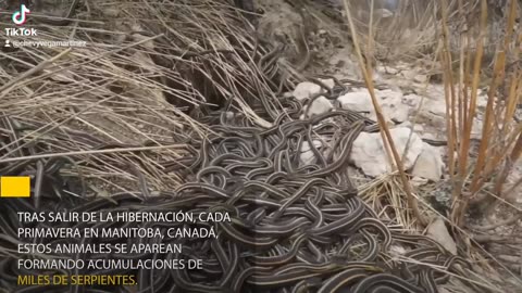 Las orgías de estas serpientes macho acortan sus vidas