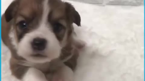 Cute Puppies Howling For the First Time