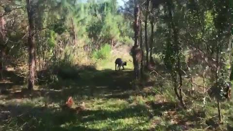 Training Great Dane Dogs !