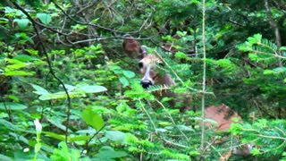 Spike Horn Buck