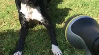 Black dog gets water sprayed in his face in backyard