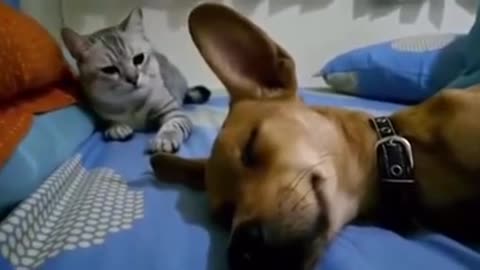 A dog fart while sleeping, the cat is not happy