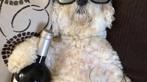 White dog wearing glasses and holding wine