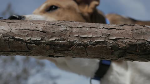 Dog Chewing on Stick