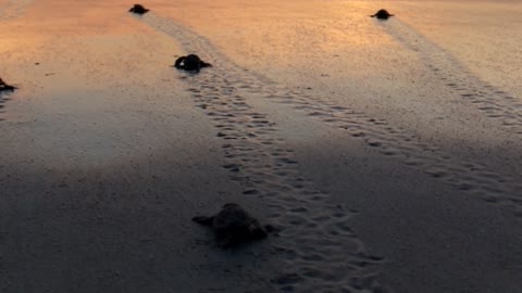 Bale of Baby Sea Turtles Flap Towards the Ocean