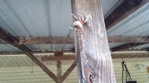 Spider Weaving