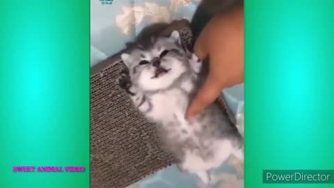 Funny Animal Videos 2022 😂 - Funniest Cats And Dogs Videos 😺😍 #6