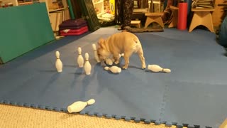 French Bulldog bowling should be an Olympic sport!