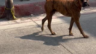 Dog Straight From Barbershop Strolls Streets