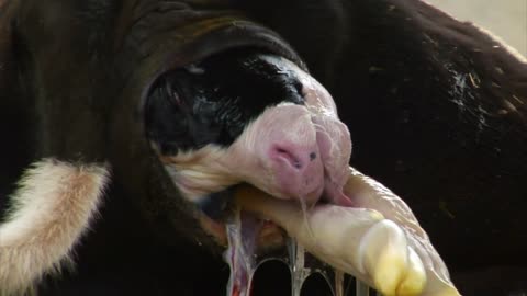 Calf Is Born From Mother Cow Close Up