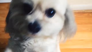 A cute dog wanting attention