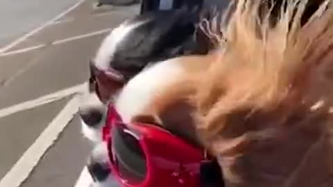 Very Funny Dog Videos