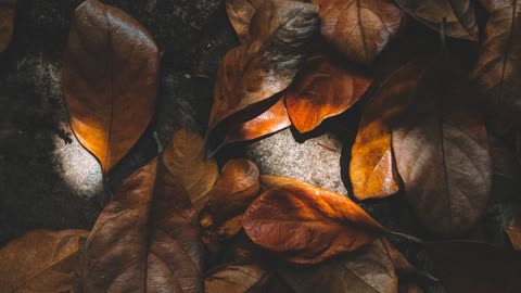 Photography: Turning Leaves : 4K Screensaver for TV Frame. 1Hour/SOUND #photography