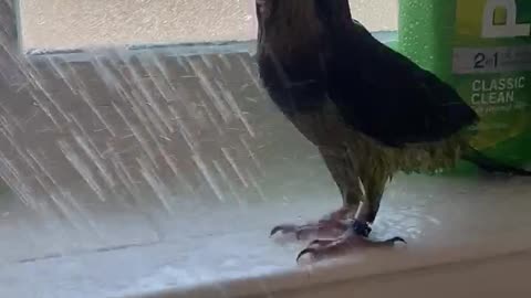 Parrot Loves Showering With Owner