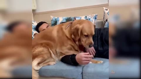 Dogs funny Videos