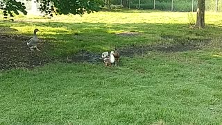 City Soay Sheep Farm