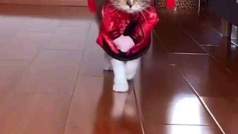 cat doing catwalk😹😹😻😻 If…