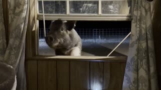 2-Year-Old Julianna Pig Requesting Food Through a Window