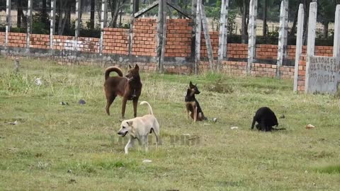 Villagedog!! Black Labrador Retriever Vs German Shepherd Dog Near Home