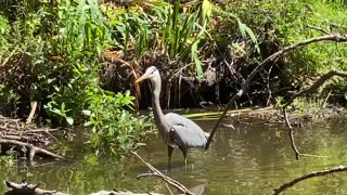 Blue Heron hunting