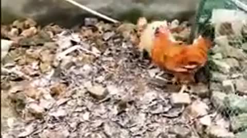 crazy chicken fights with dog