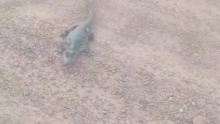 Man Trips Trying To Save Alligator