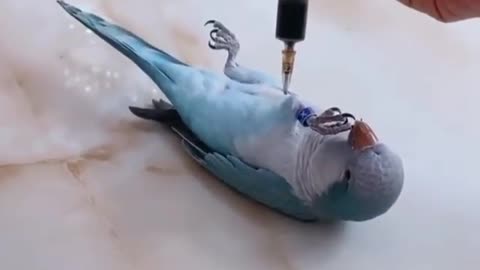 The smart and cute bird